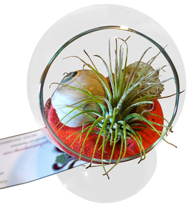 Orangie  Air Plant Terrariums Table Orb