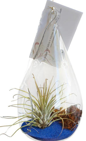 Big Superman Airplant Terrarium