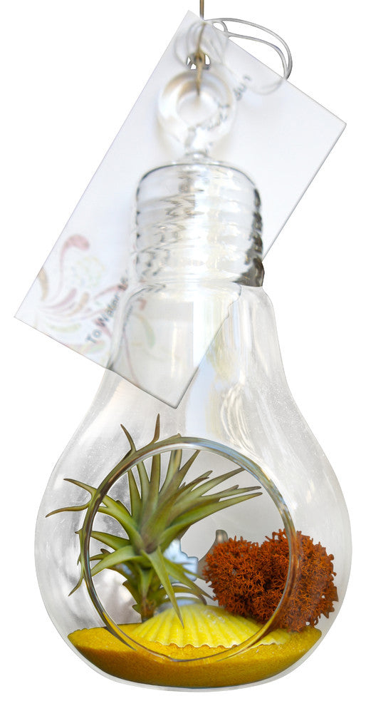 Yellow Lightbulb Airplant Terrarium
