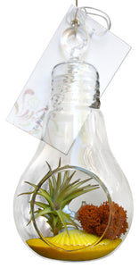Yellow Lightbulb Airplant Terrarium