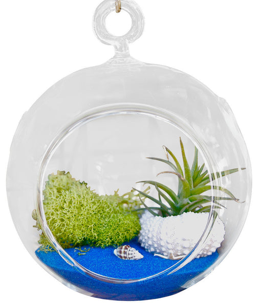 Royal Blue Air Plant Terrariums