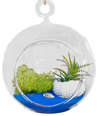 Royal Blue Air Plant Terrariums