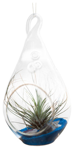Superman Airplant Terrarium