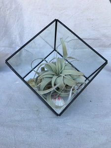 Geometric Airplant Terrarium with Xerographica