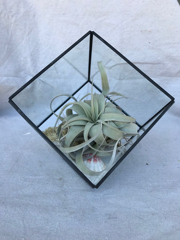 Geometric Airplant Terrarium with Xerographica