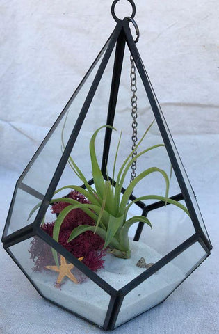 Geometric Airplant Terrarium with Airplant