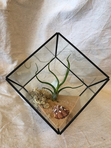 Triangle Geometric Airplant Terrarium with Large Bulbosa Airplant