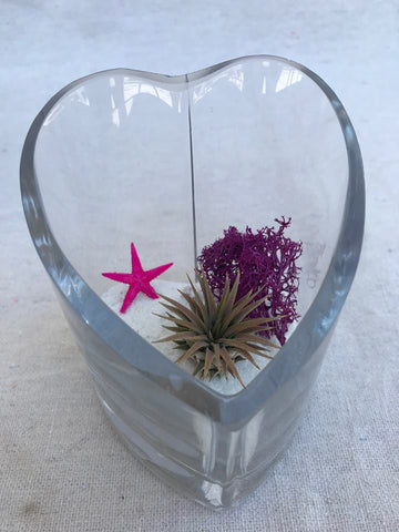 Heart Air Plant Terrariums with Peanut Airplant