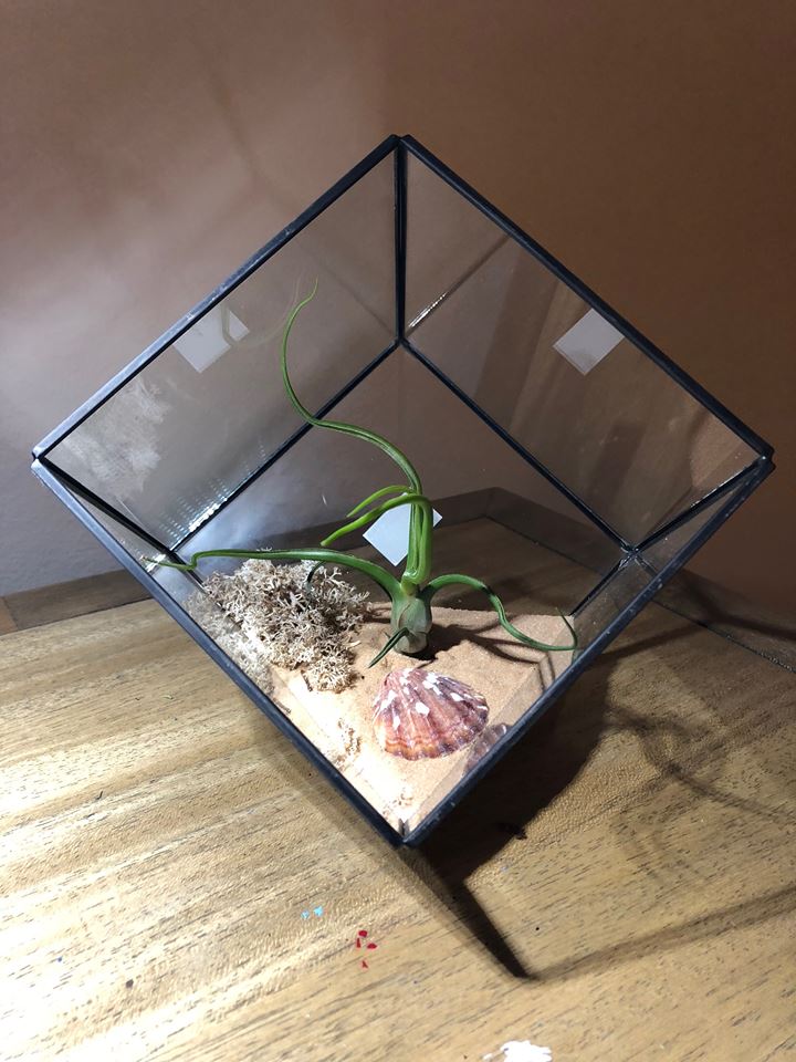 large air plant terrarium Triangle Geometric Airplant Terrarium with Large Bulbosa Airplant –  Airplantcompany.com