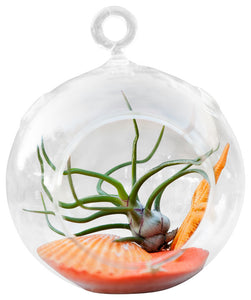 Orangie Glass Air Plant Terrariums