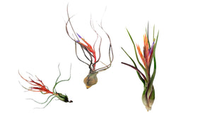 Wild Ones Airplants-3