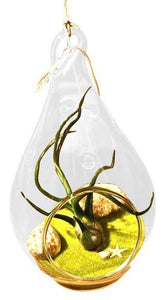 Green Mini Air Plant Terrarium
