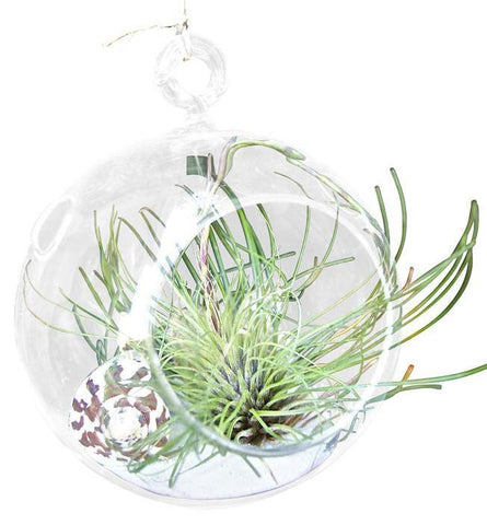 Hairy Air Plant Terrarium