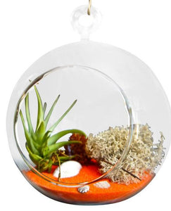 Orange Single Air Plant Terrariums