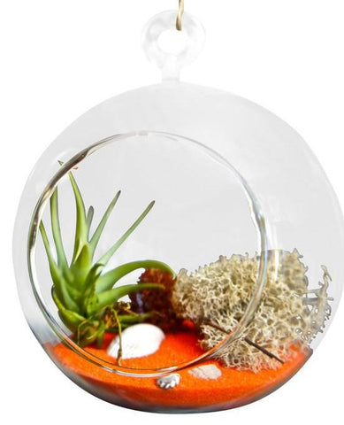 Orange Single Air Plant Terrariums