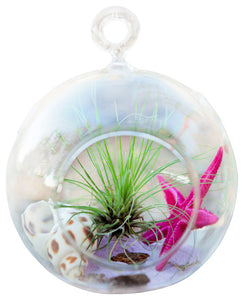Pink Star Circle Air Plant Terrariums