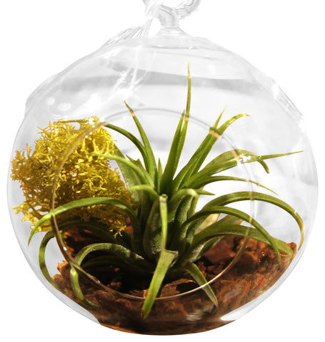 All Natural Air Plant Terrarium