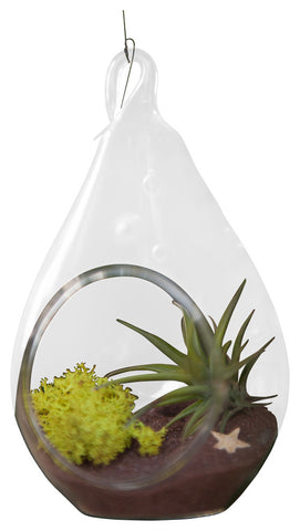 Brown Air Plant Terrarium