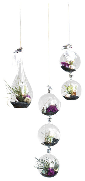 Air Plant Terrarium 