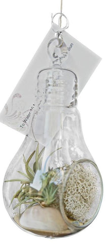 Light Bulb Idea Airplant Terrarium