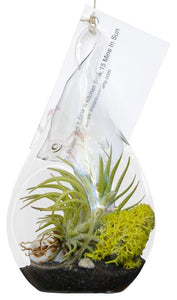Lime Green Airplant Terrarium