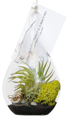 Lime Green Airplant Terrarium