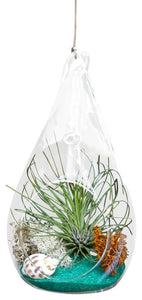 Green Airplant Terrarium