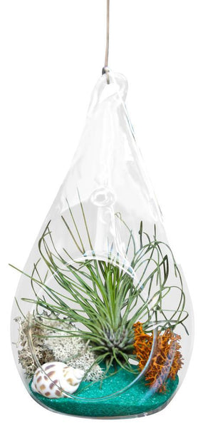 Green Airplant Terrarium