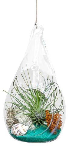 Green Airplant Terrarium
