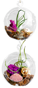 The WILD ones Double Airplant Terrarium