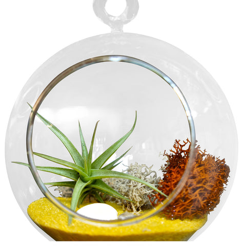Yellow Single Airplant Terrarium