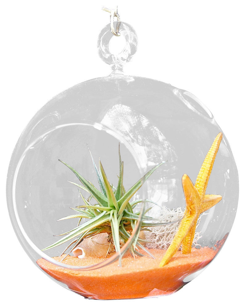 Orange Star Air Plant Terrariums