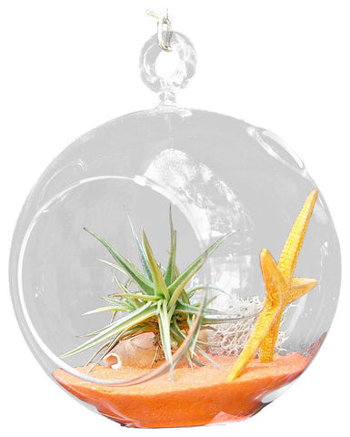 Orange Star Air Plant Terrariums