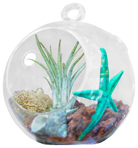 Teal Star Terrarium