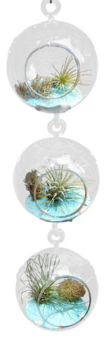 Teal Rock  Terrarium