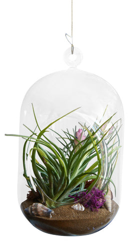 The Scenic Airplant Terrarium