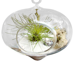 White Drop Terrarium