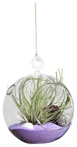 Single Purple Air Plant Terrarium Drop