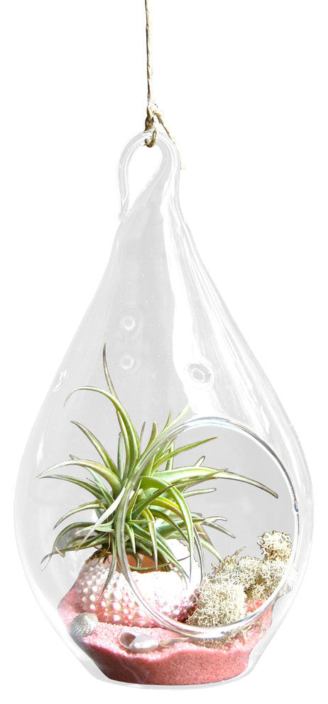 Pink LOCO Air Plant Terrariums