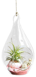 Pink LOCO Air Plant Terrariums