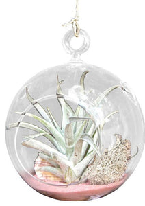 Pink Wave Air Plant Terrariums