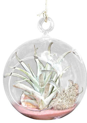 Pink Wave Air Plant Terrariums