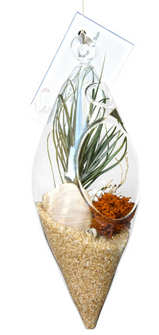 Beach Tear Air Plant Terrarium