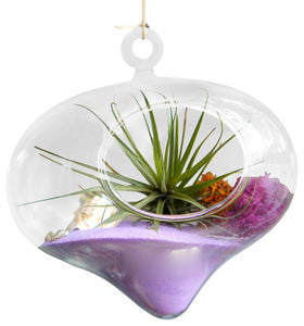 Purple Dream Hanging Air Plant Terrariums
