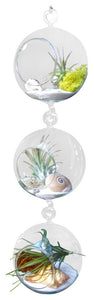 The Floridiana Airplant Terrarium Tri Level