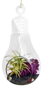 Joker Airplant Terrarium