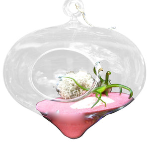 Pink Drop Air Plant Terrariums