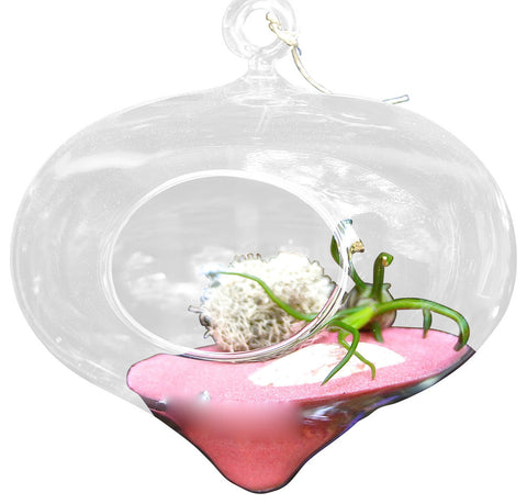 Pink Drop Air Plant Terrariums