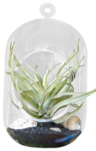 White Airplant Terrarium