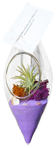 Neon Purple Airplant Terrarium